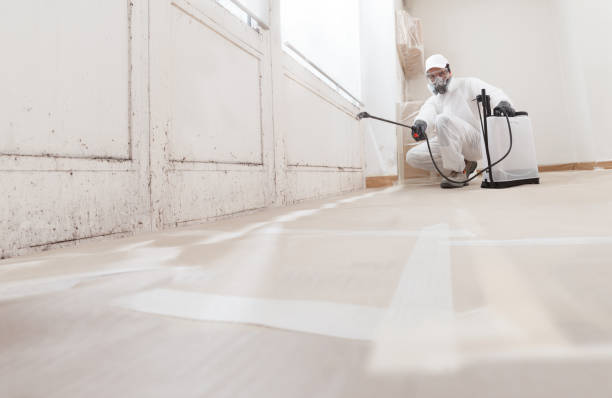 Black mold remediation team in Toms River